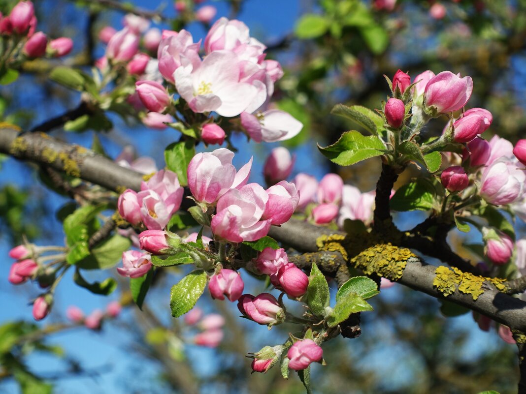 Первые цветущие яблони мая 2024 - Aida10 