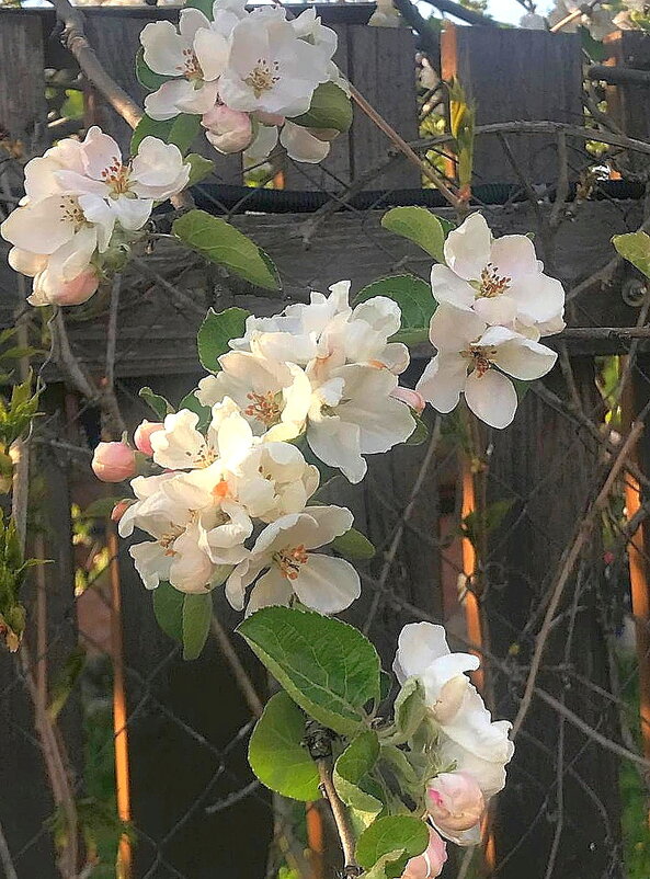 Яблони в цвету - весны творенье! - Ольга Довженко