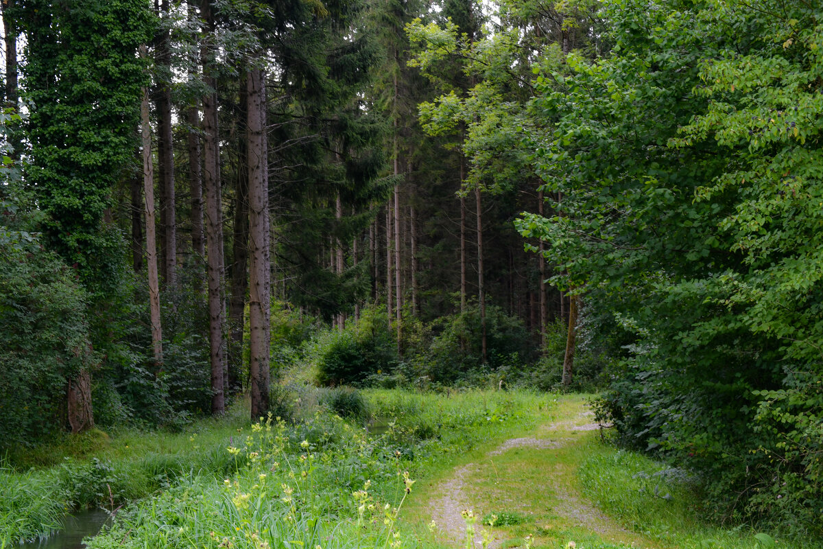 В баварском лесу - Inna 