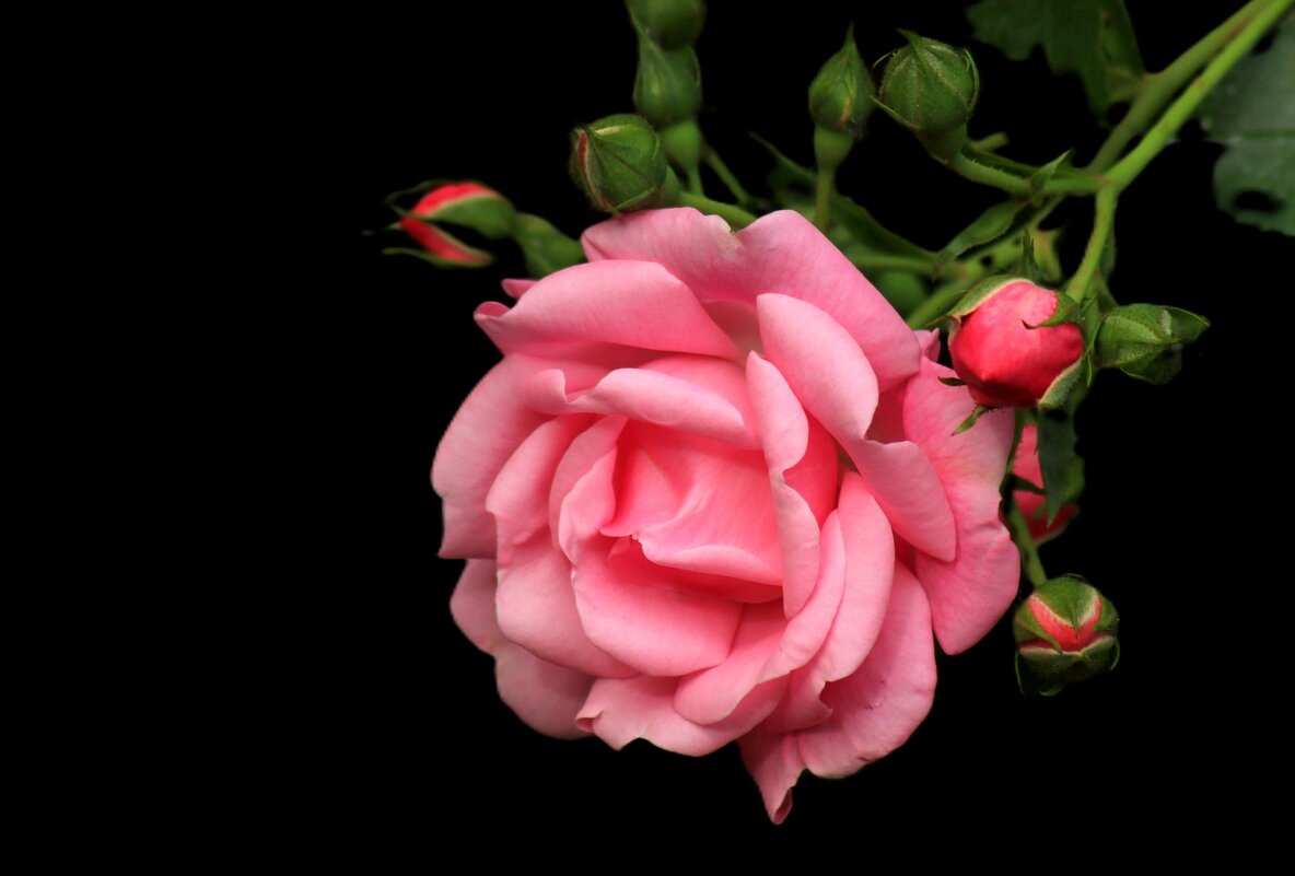 Роза — символ совершенства, Мудрости и чистоты. Признано её главенство, cредь цветочной пестроты. - Юрий. Шмаков