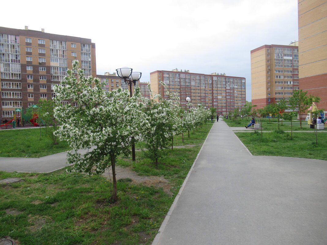 Яблоньки в цвету - Андрей Макурин