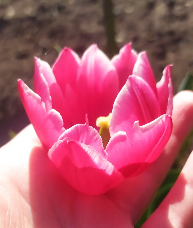 Pink tulip - Елена Елена