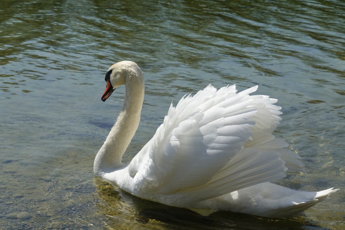 «Белые лебеди - птицы прекрасные!»:... - Галина 