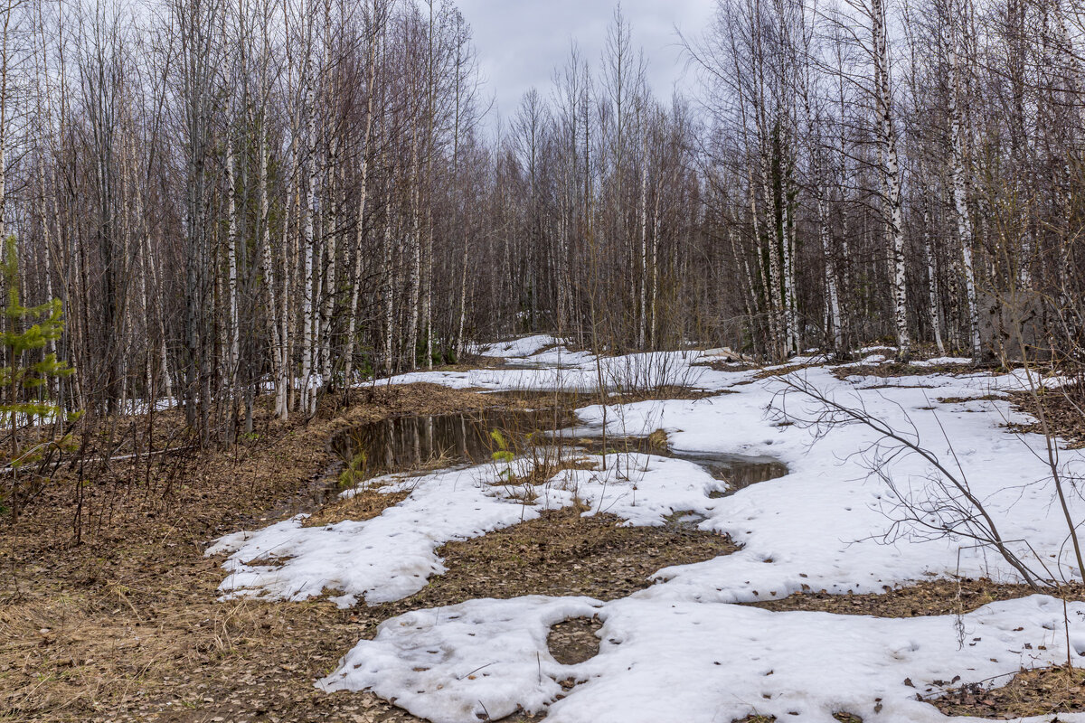 Весна в лесу - Александр Буторин