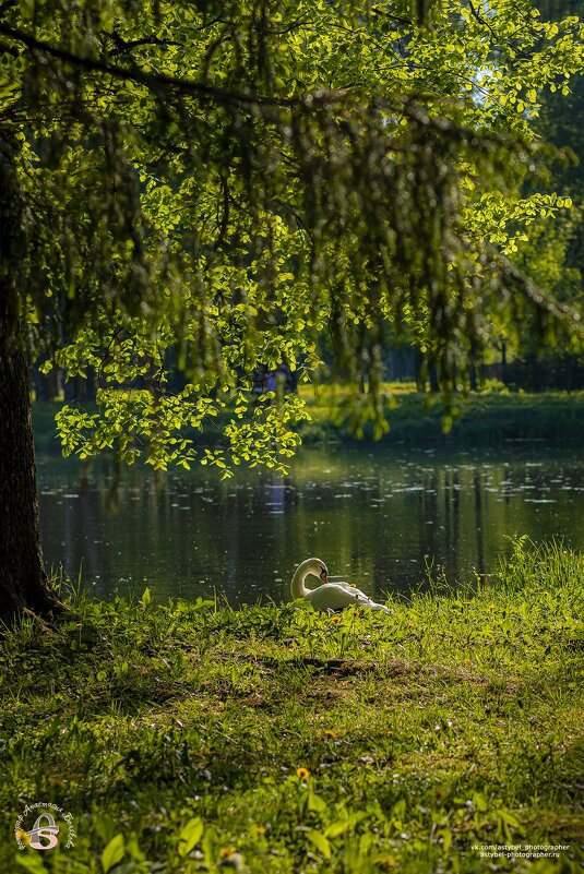 Лебедь в лучах солнышка у воды ☀ - Анастасия Белякова