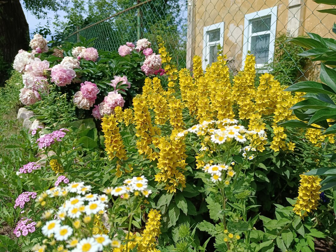 Цветы у старого дома. - Мария Васильева