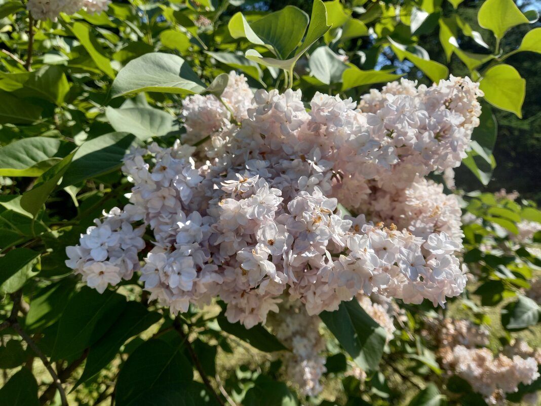 Сирень - Сапсан 