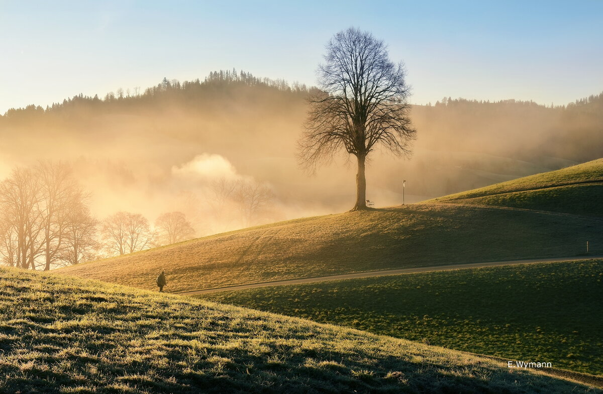 misty morning - Elena Wymann