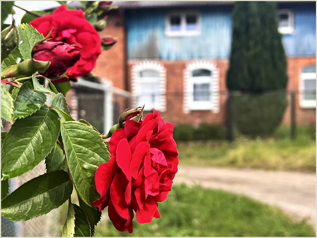 Гвардейские розы. - Валерия Комова