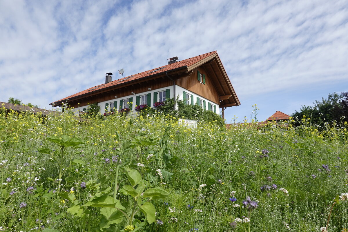 Oberbayern....Лето, ах лето... - Галина 