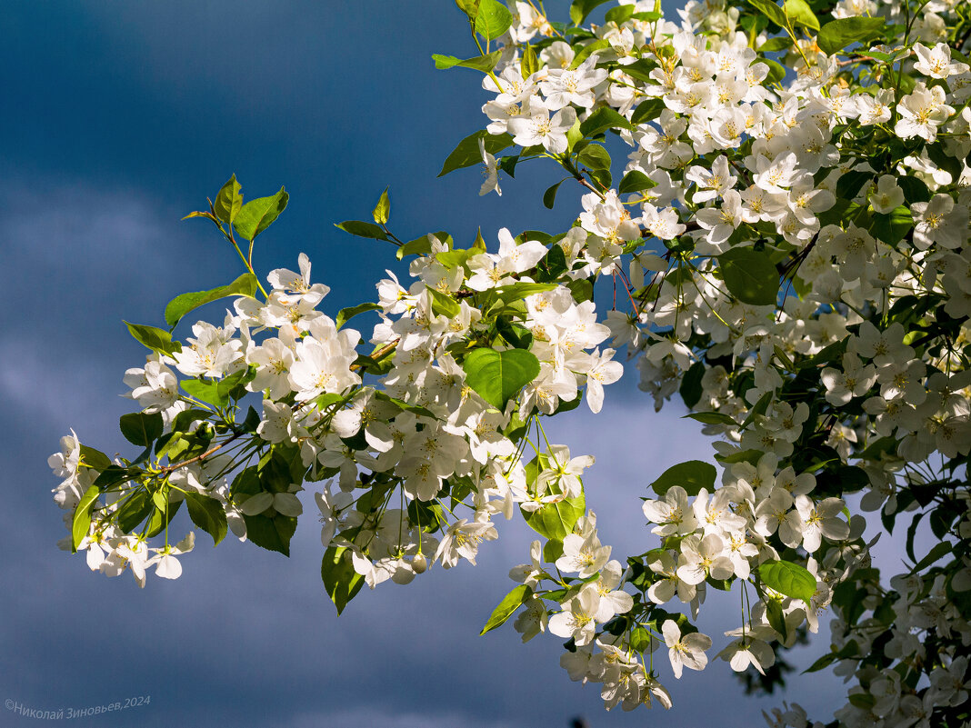 Яблоня ягодная цветет на севере - Николай Зиновьев