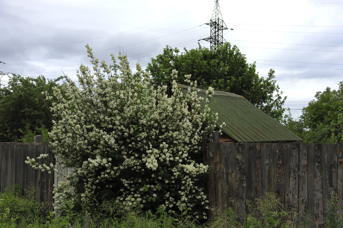 * - Александр Николаев