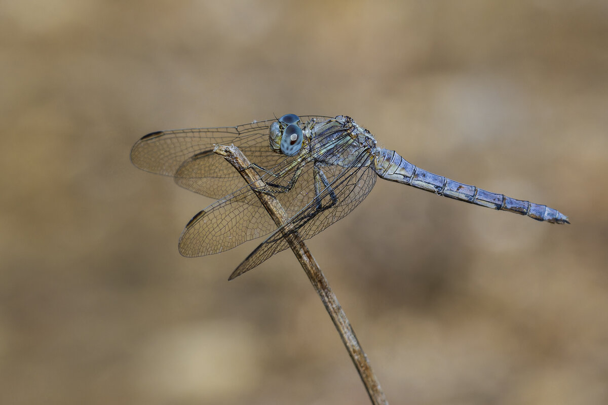 Libellula vibrans. - Alexander Amromin