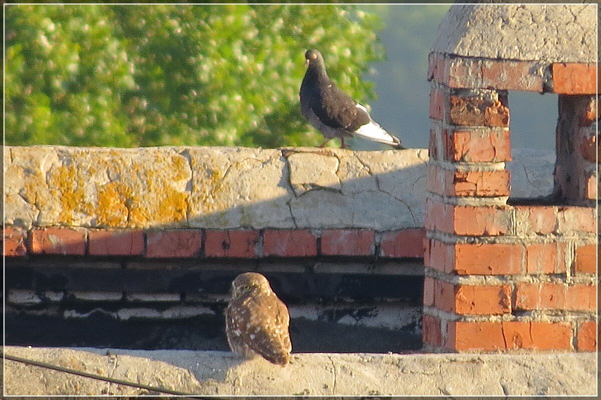 Домовый сыч - Сеня Белгородский