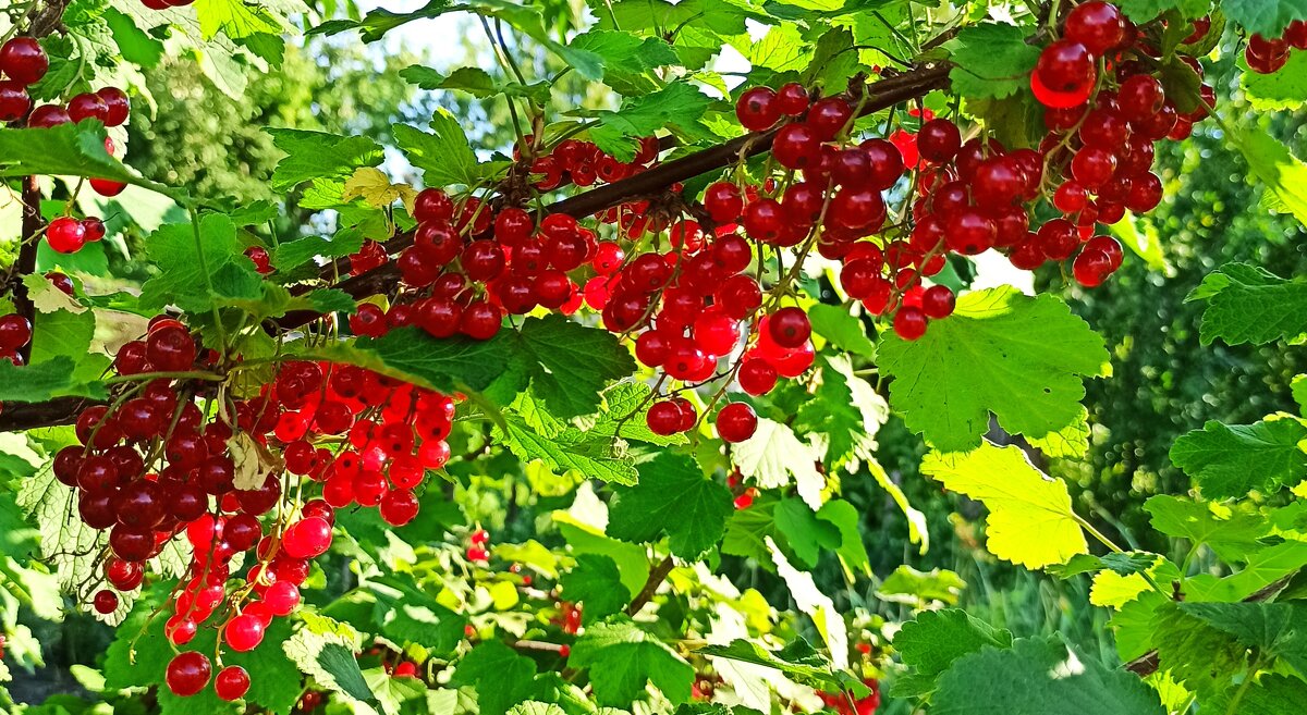 Позови меня, тихая родина - Gen Vel