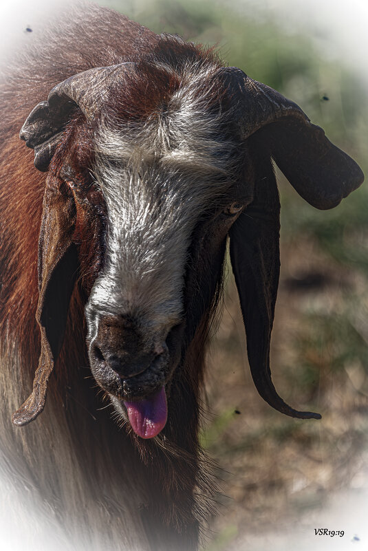 Portrait with tongue - Shmual & Vika Retro