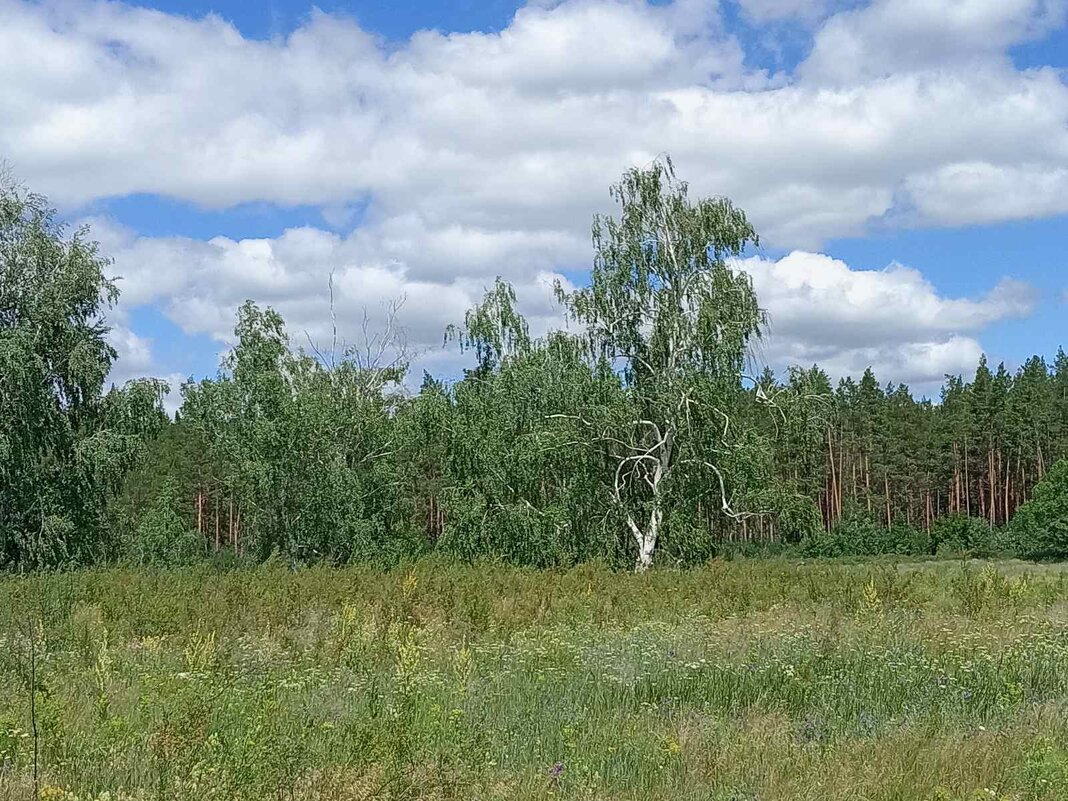 Березка на полянке - Надежда 