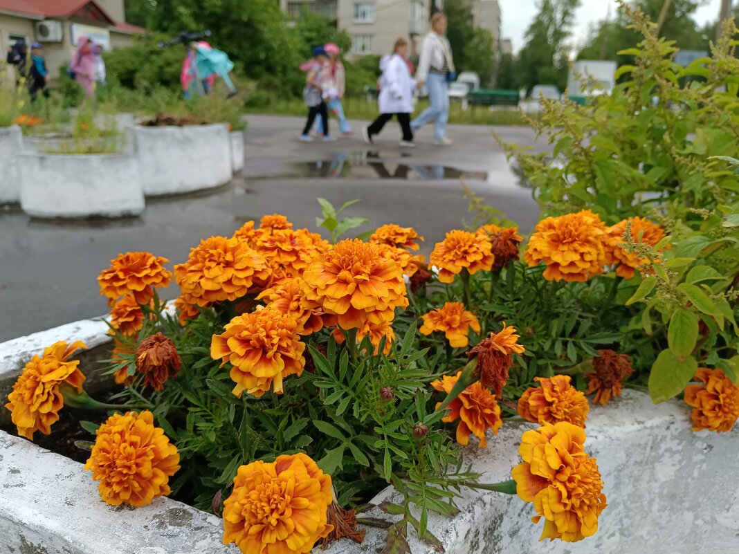 Городские цветы... - Мария Васильева