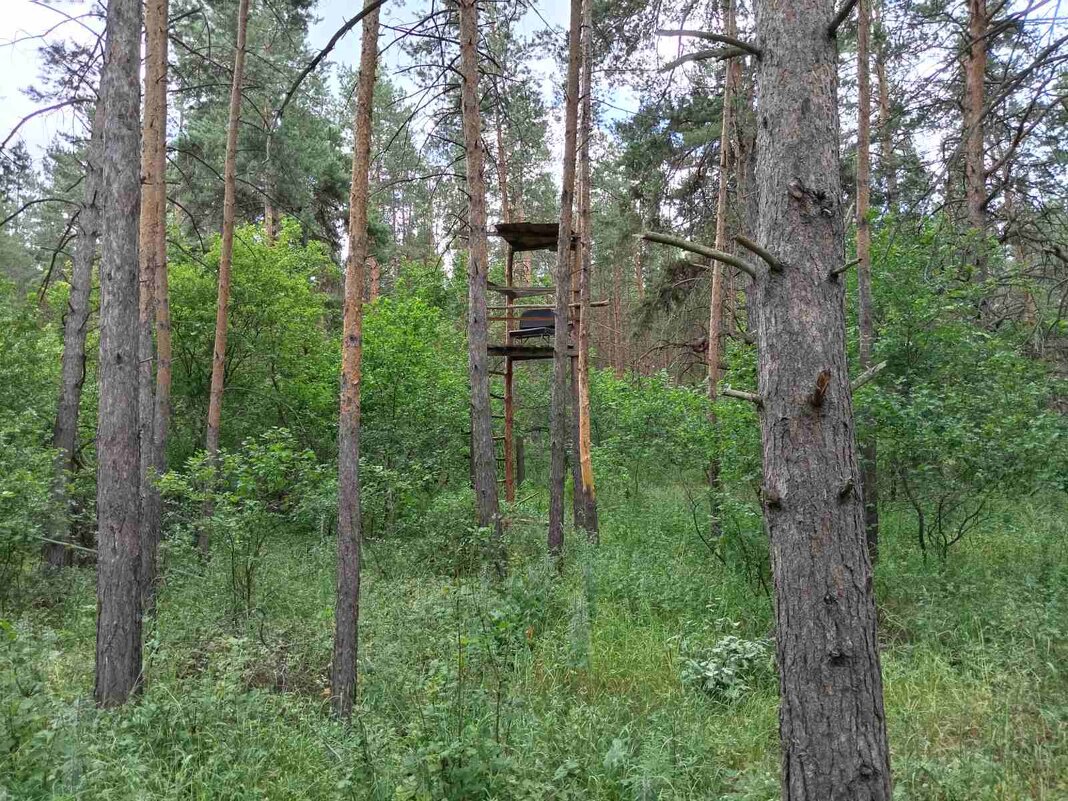 Странное сооружение в лесу - Надежда 