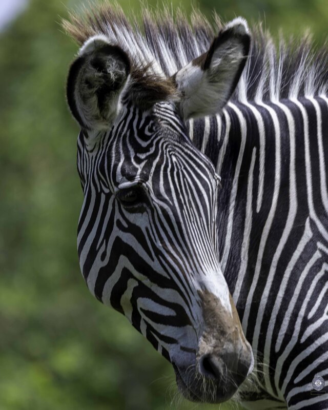 Grevy&#39;s zebra - Al Pashang 