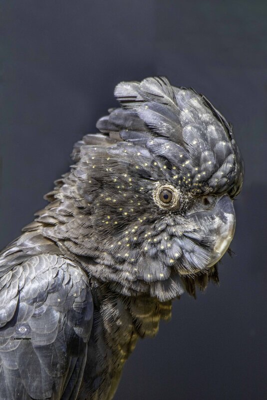 Red tailed black cockatoo - Al Pashang 