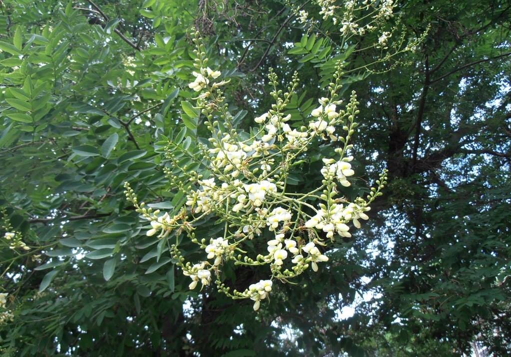 В городе цветет софора... - Наталья 