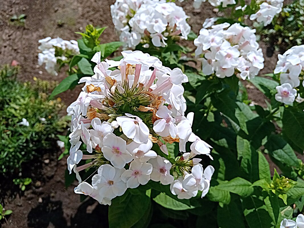 Лето. - Владимир Драгунский