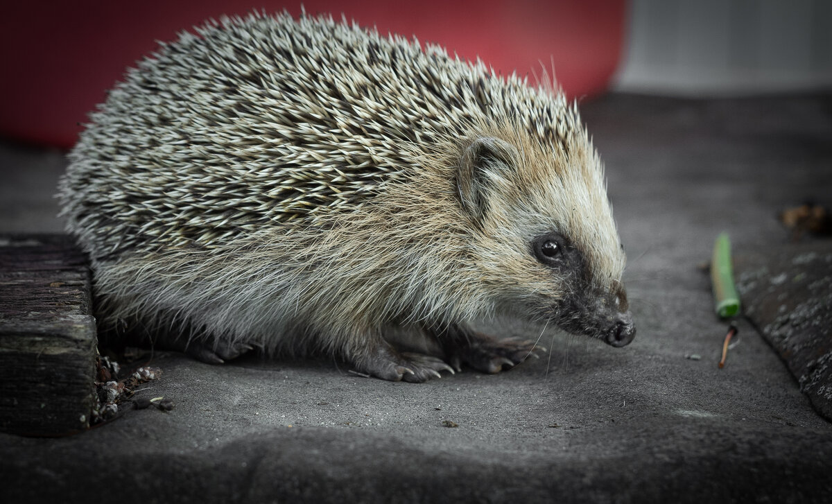 Hedgehog on old roofing material | 7 - Sergey Sonvar