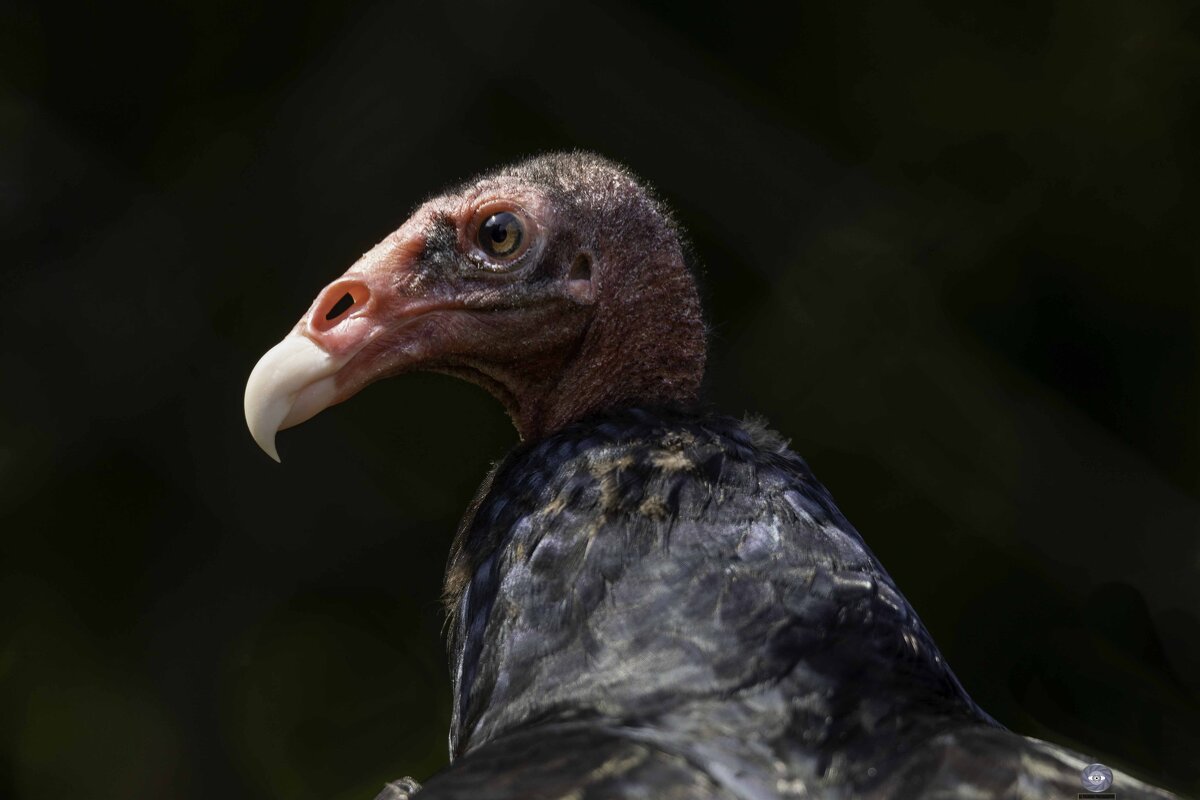 Turkey vulture - Al Pashang 