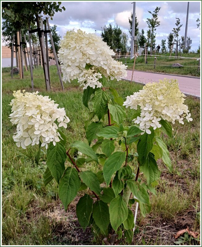 Кусочек интерьера. Гортензии - Лия ☼