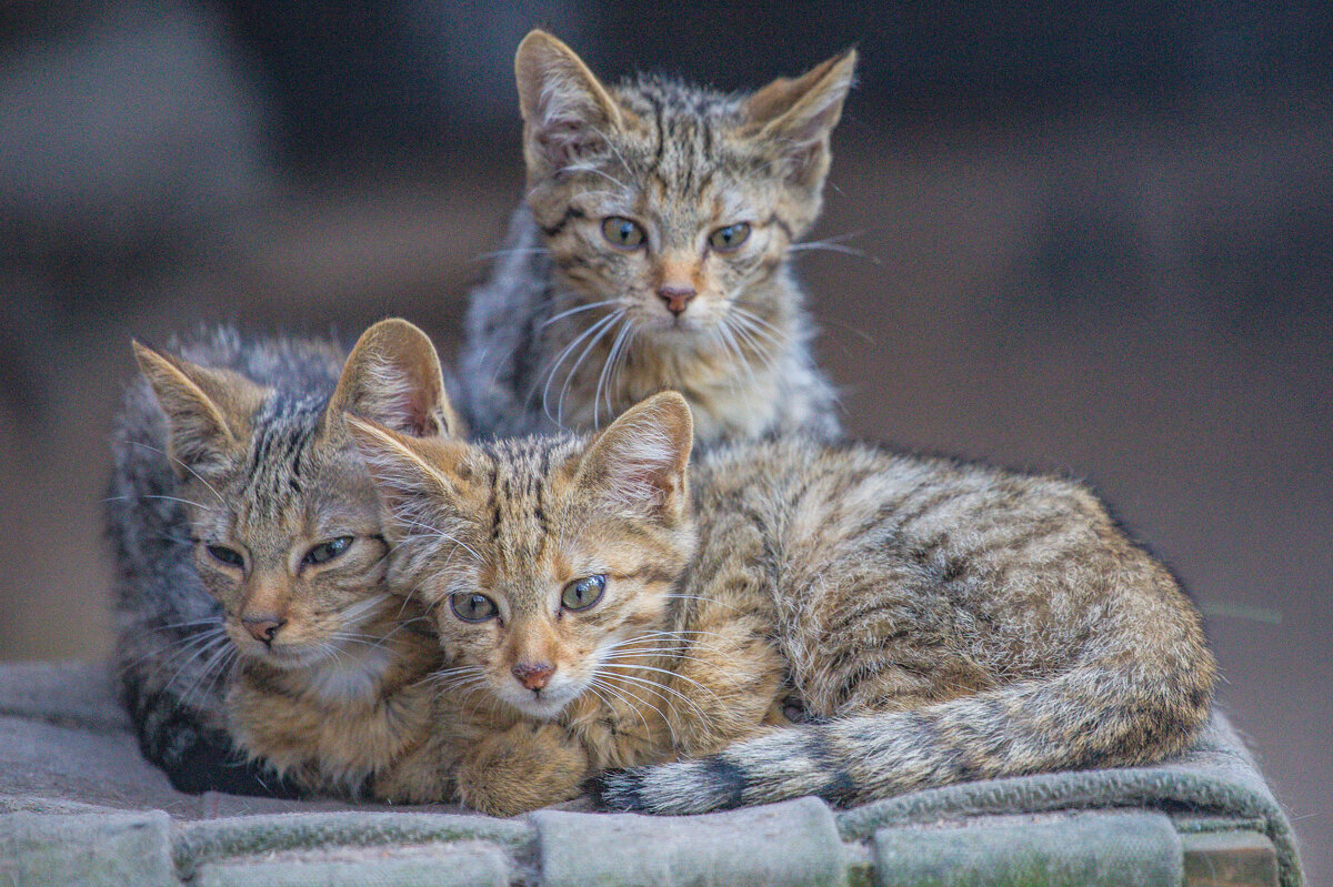 европейские лесные коты - аркадий 