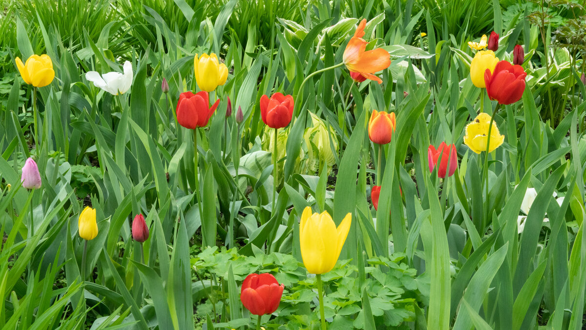 Spring tulips - Роман Шаров