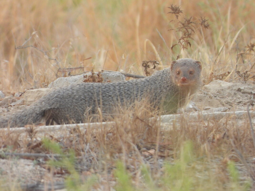 mongoose - Сергей Гаричев