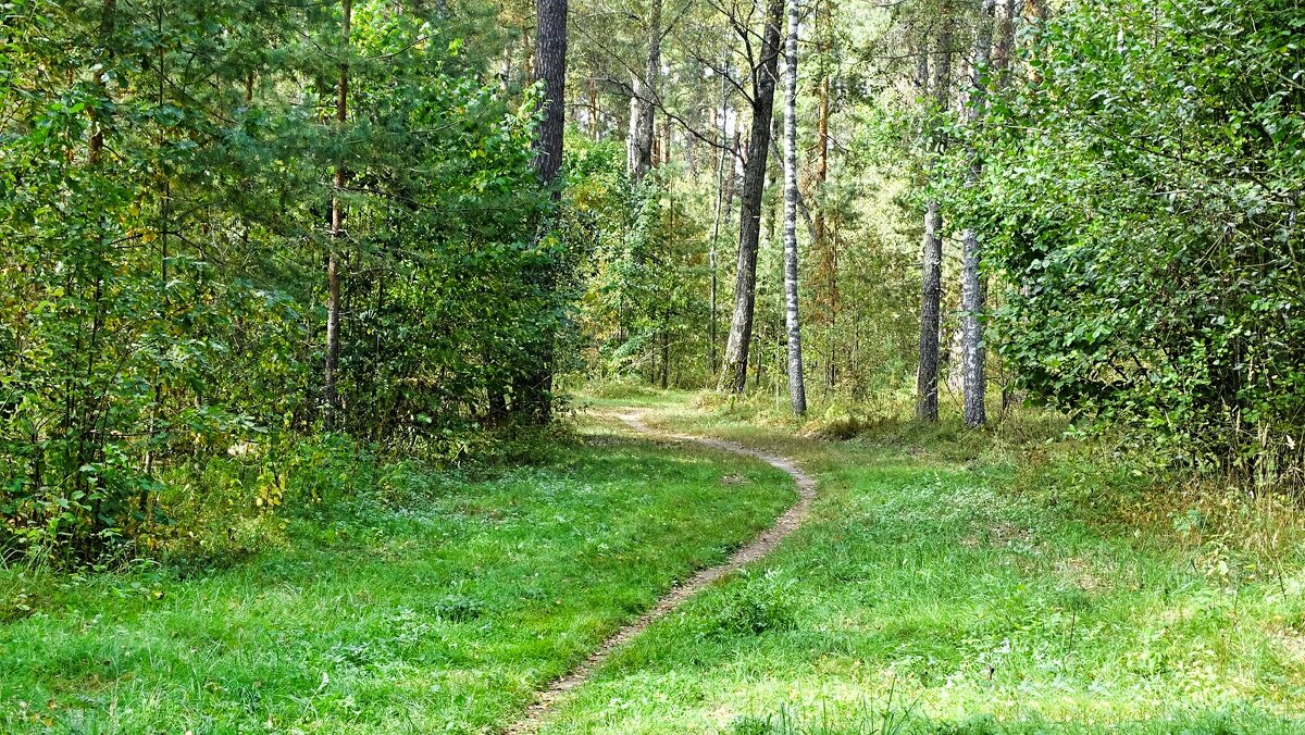 Лес в сентябре (репортаж из поездок по области). - Милешкин Владимир Алексеевич 