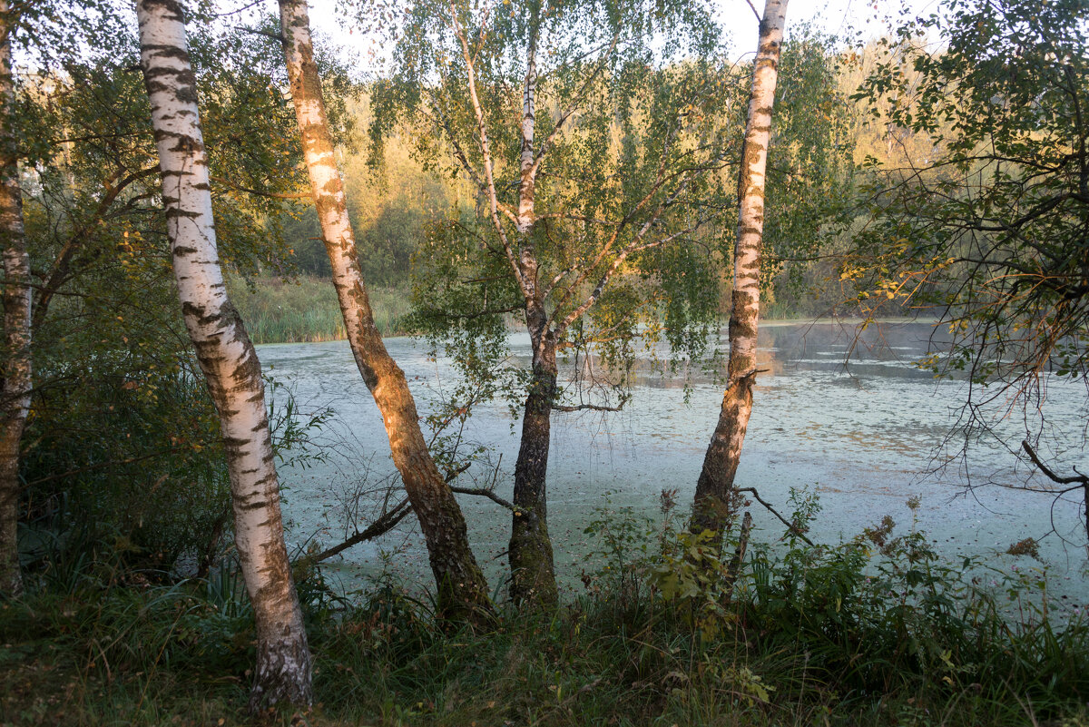 Утром на озере. - Владимир Безбородов