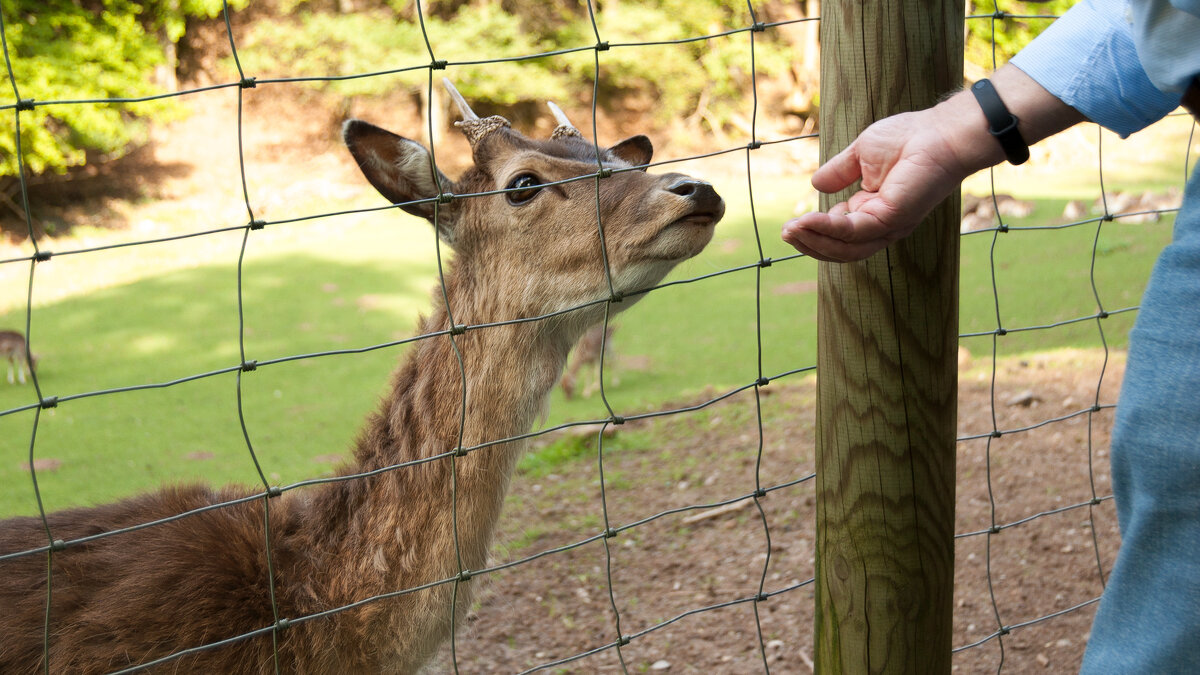 Wildpark (Rhön) - Олег Зак