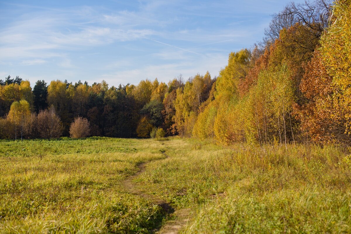 Осень в лесу - Мария Тишина