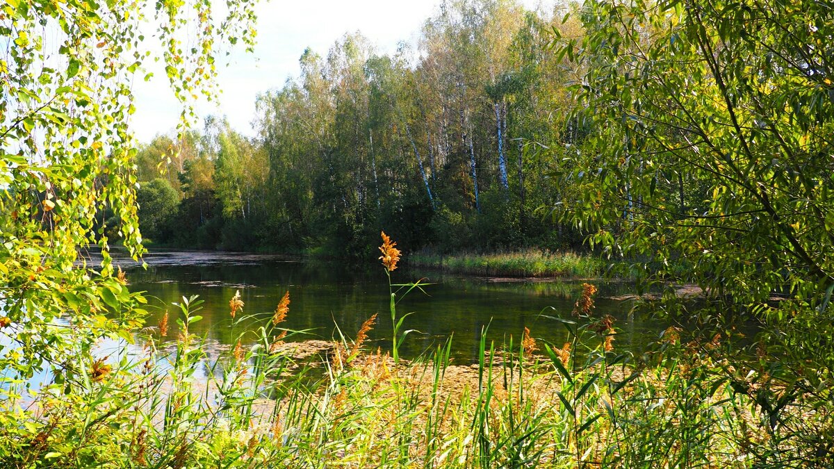 Осенняя природа Смоленщины. - Милешкин Владимир Алексеевич 