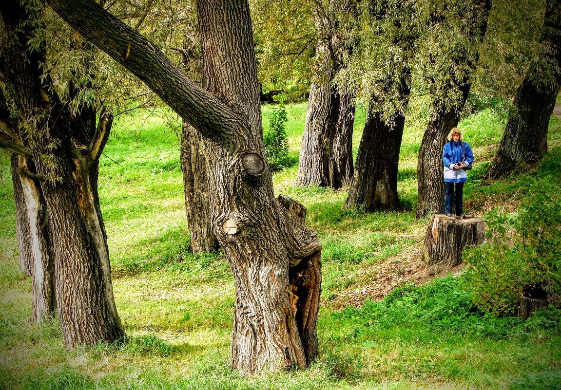 Ивовая рощица,,,, - Анатолий Колосов