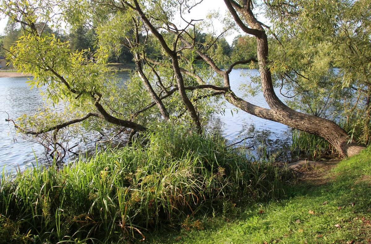 Царское Село. Отдельный парк - Наталья Герасимова