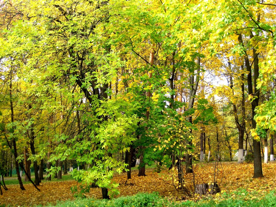 В октябре месяце - Елена Семигина