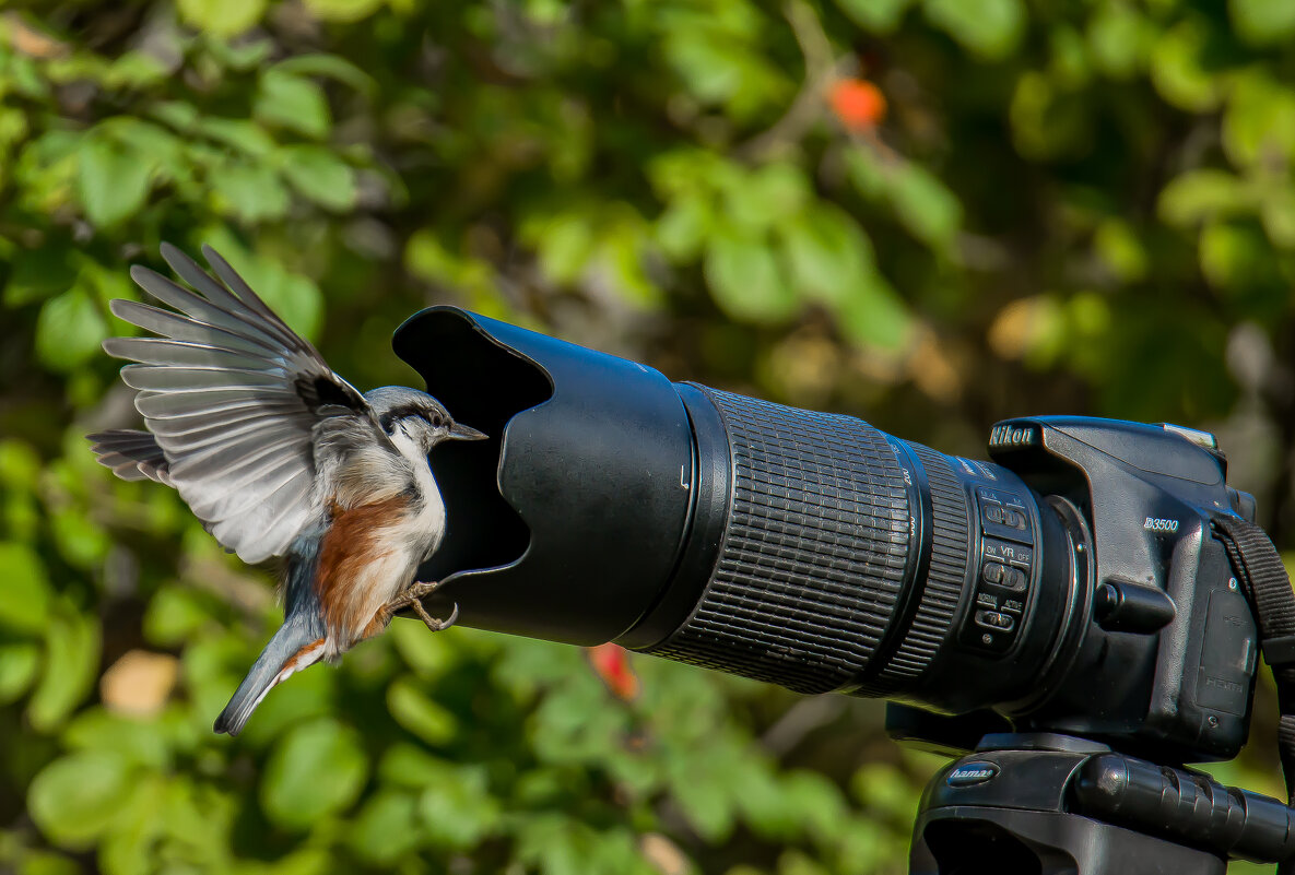 Снимай,пока фотографа нет..... - Sergey (Apg)