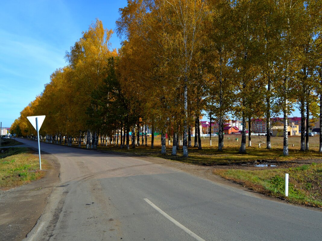 Цивильск. Осенняя аллея улицы Зелёной. - Пётр Чернега