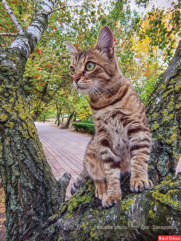 Осенняя кошка - Игорь Сарапулов