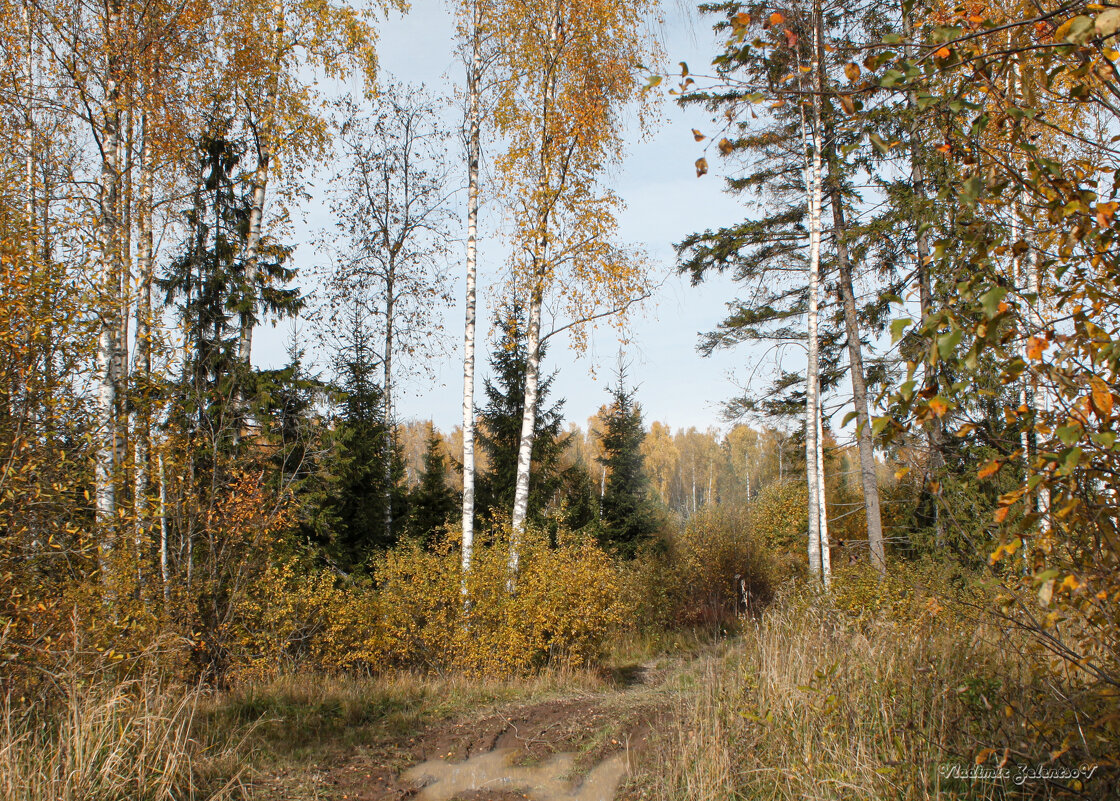 осень в лесу - Владимир Зеленцов