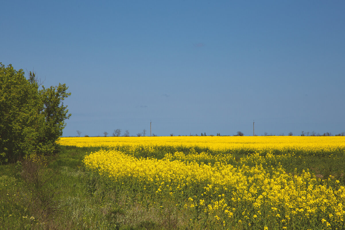 Рапс - Яна Горбунова