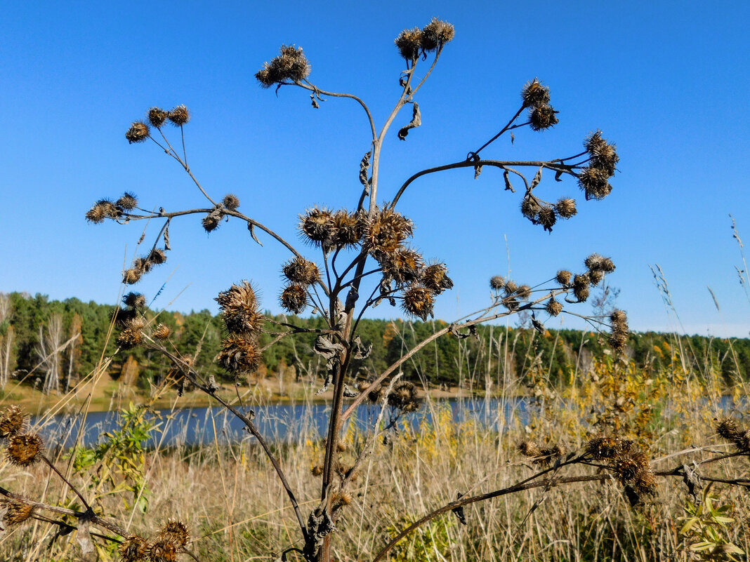 Arctium,он же репейник,он же дедовник - Владимир Кириченко