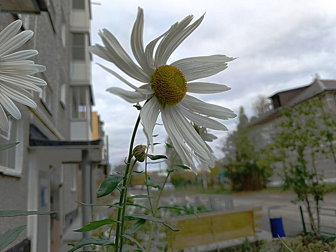 *** - Любовь Сахарова