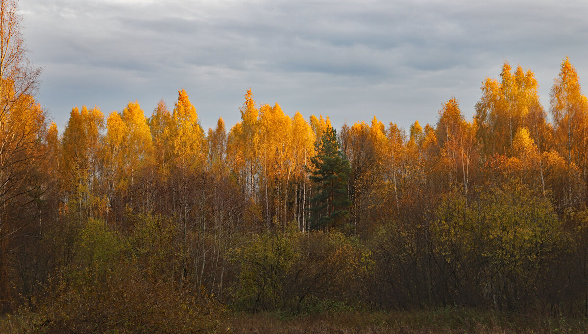 Осень - краснов юрий 