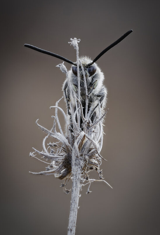 Campsomeriella thoracica. - Александр Григорьев